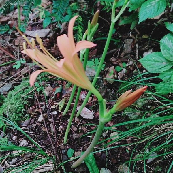 Lycoris sanguinea Blüte
