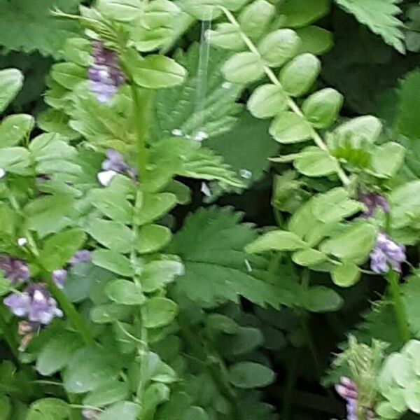 Vicia sepium Folha