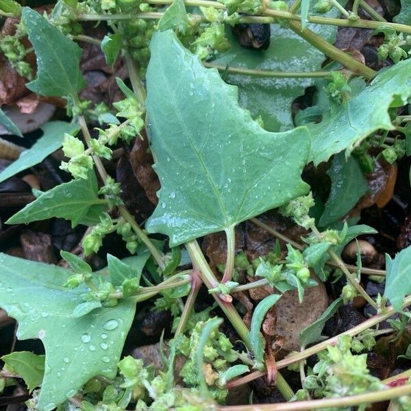 Atriplex prostrata Blatt