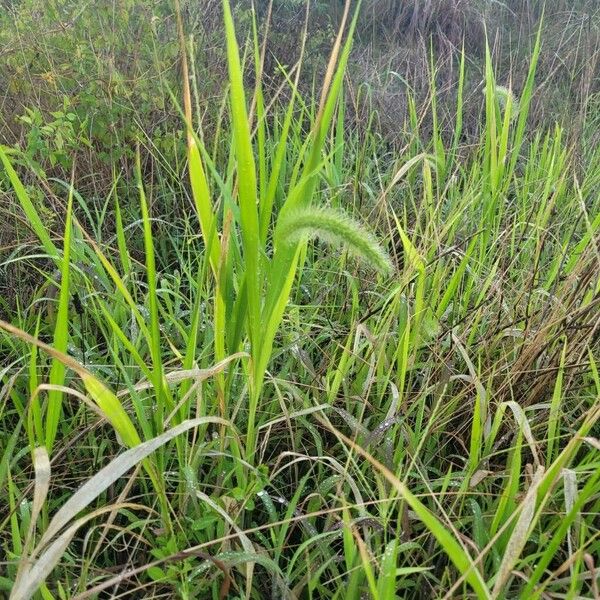 Setaria pumila Ліст