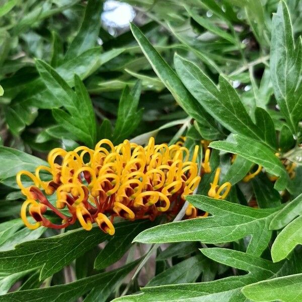 Grevillea robusta Lorea