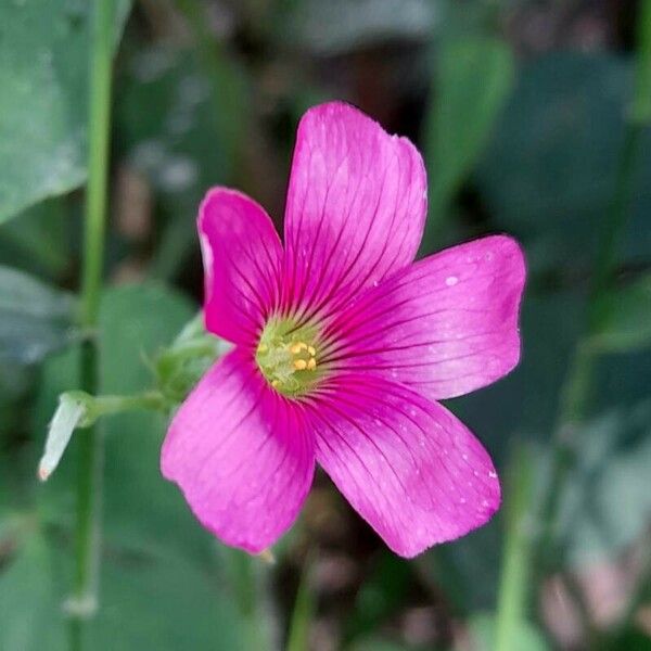 Oxalis debilis Flower