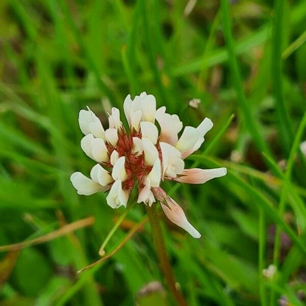 Trifolium occidentale Kukka