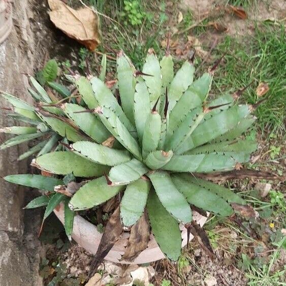 Agave macroacantha Ліст