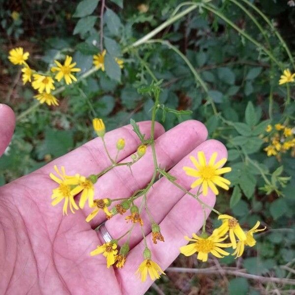 Jacobaea erratica Flower