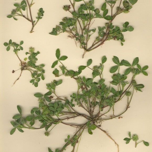 Trifolium retusum Habitus