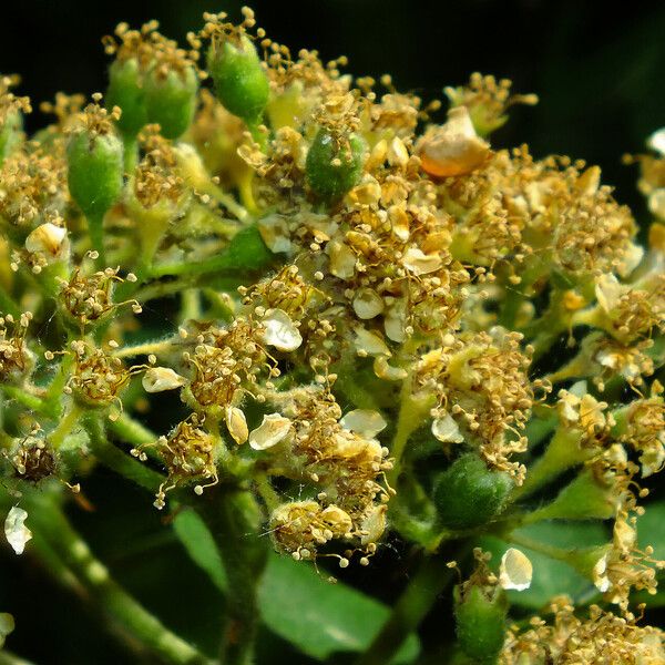 Sorbus aucuparia Blomst