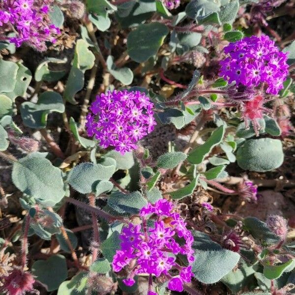 Abronia umbellata Floare