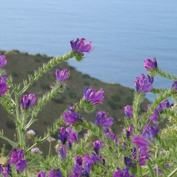 Echium creticum Květ