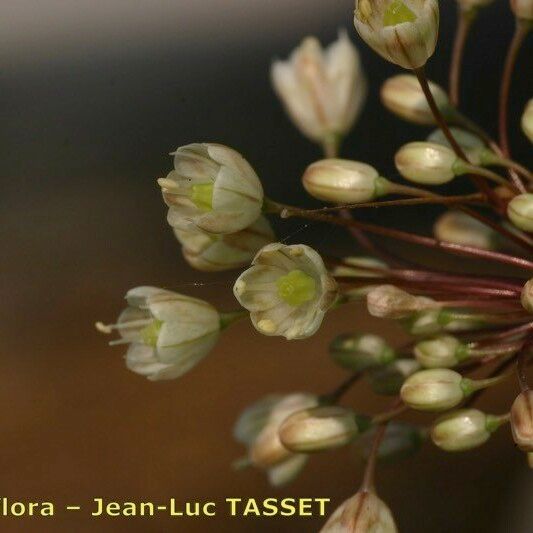 Allium pallens Květ