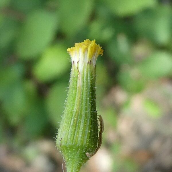 Senecio lividus Cvet