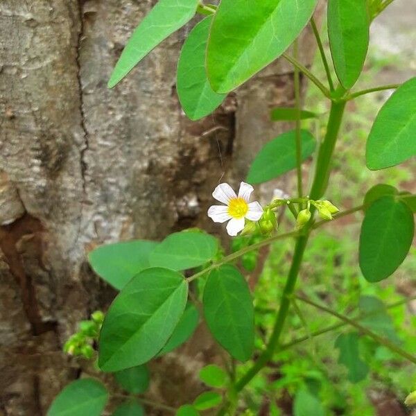 Oxalis barrelieri Flower