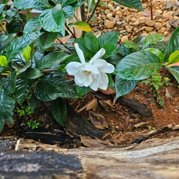 Gardenia jasminoides Blüte