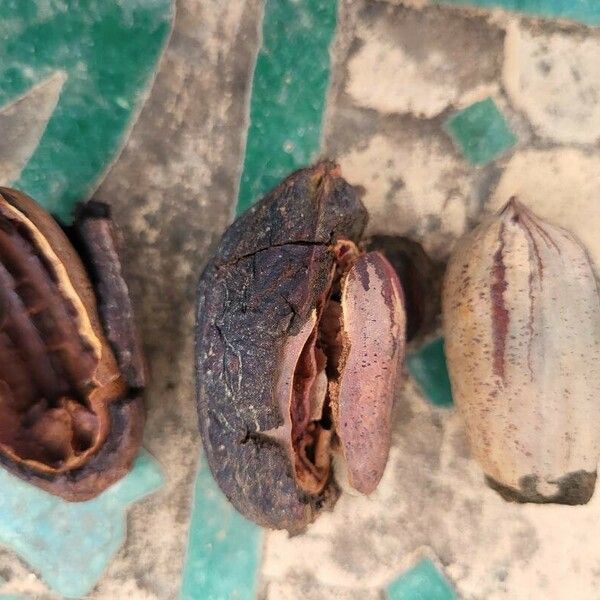 Carya illinoinensis Fruit