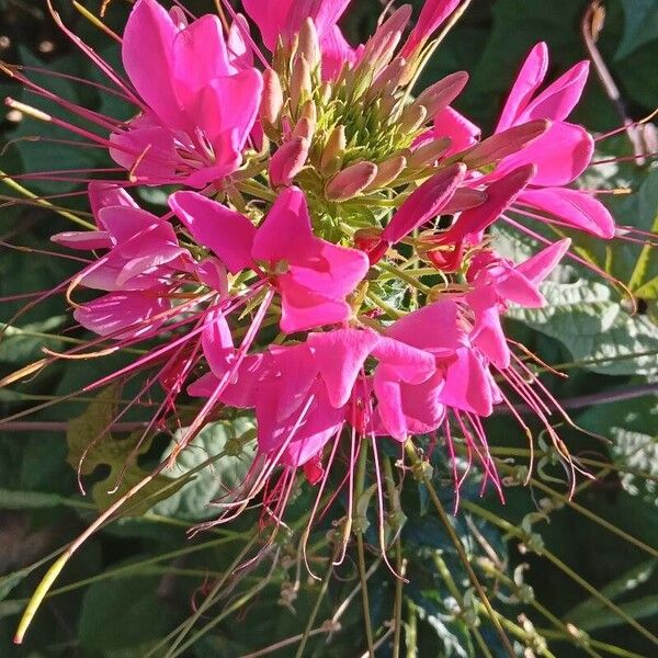 Cleome houtteana 花