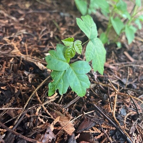 Toxicodendron radicans Leaf