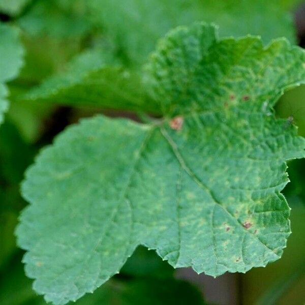 Ribes rubrum Folha