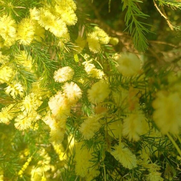 Acacia verticillata Цветок