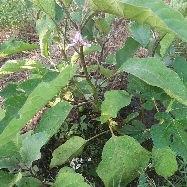 Solanum melongena Other