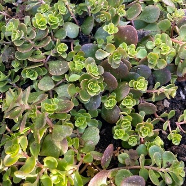 Sedum ternatum পাতা