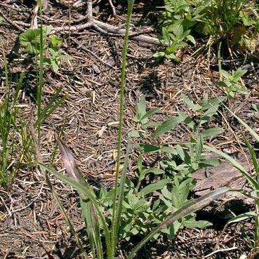 Agoseris aurantiaca आदत