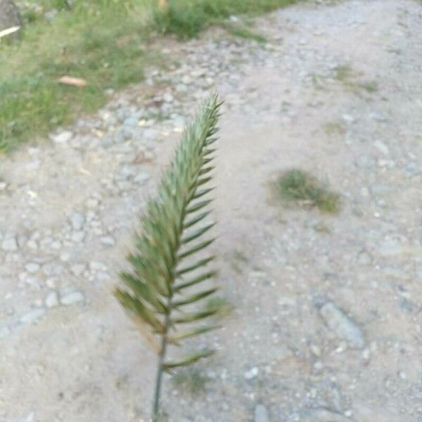 Agropyron cristatum 花