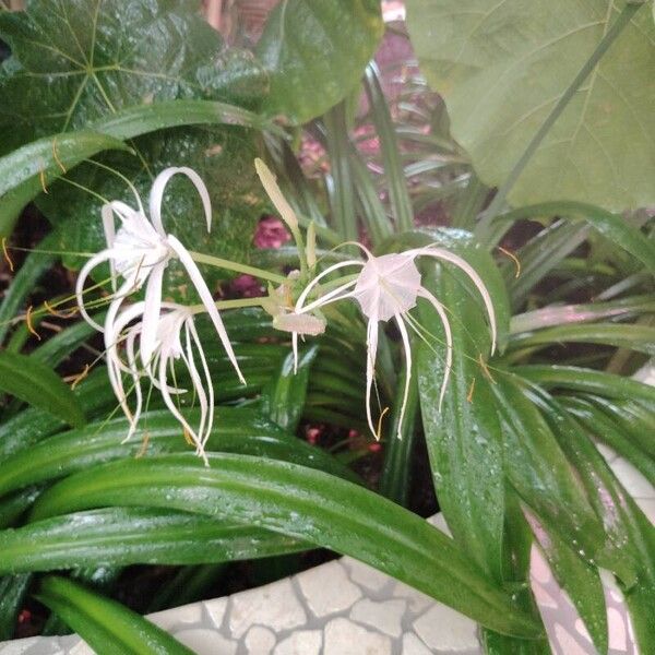 Hymenocallis littoralis Květ