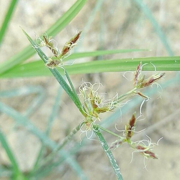 Cyperus rotundus Кветка