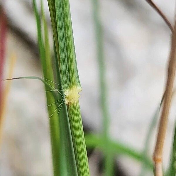 Hyparrhenia hirta кора