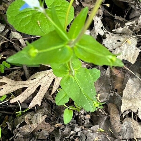 Collinsia verna Лист