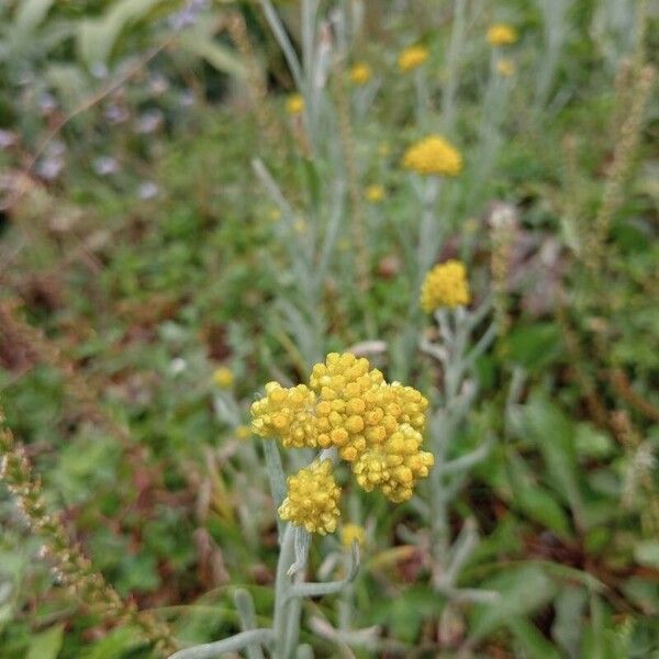 Pseudognaphalium affine Ліст