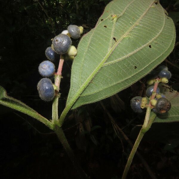 Miconia nervosa برگ