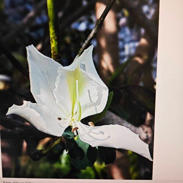 Bauhinia acuminata Flor