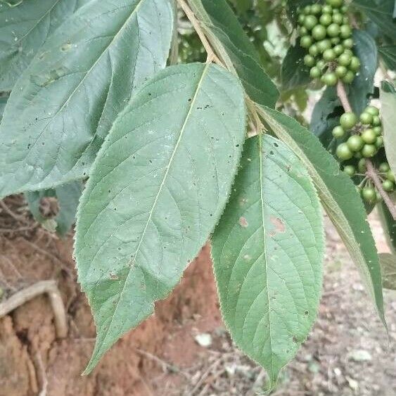 Trema orientale Leaf