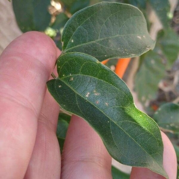 Pyrostegia venusta Leaf