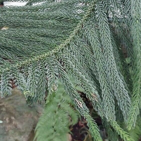 Araucaria columnaris Leaf