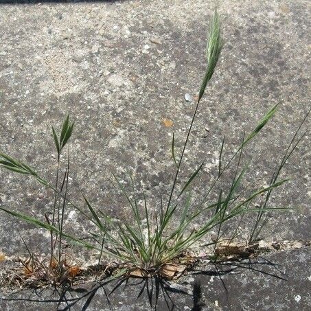 Bromus lanceolatus ശീലം