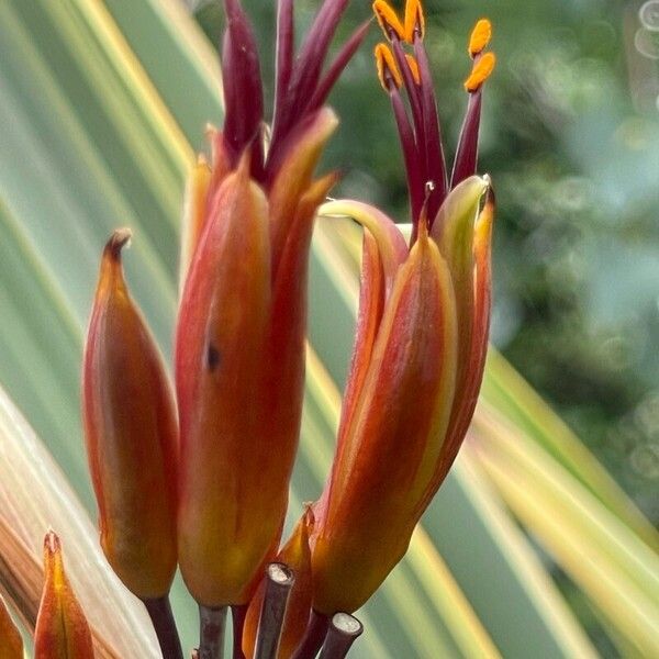 Phormium tenax Fiore