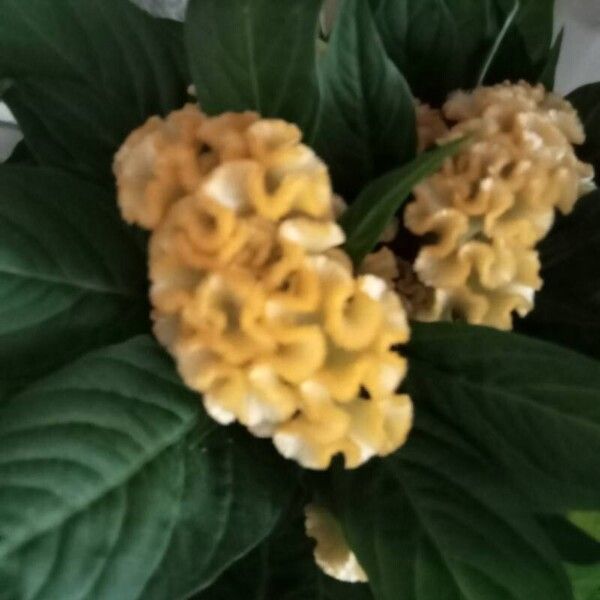 Celosia argentea Flower