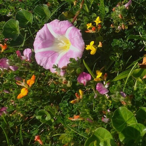 Calystegia soldanella ശീലം