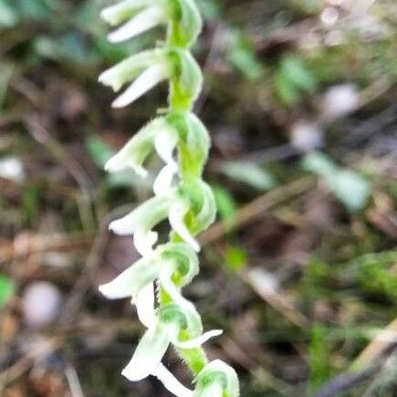 Spiranthes spiralis Flower