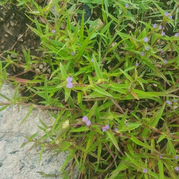 Murdannia nudiflora Leht