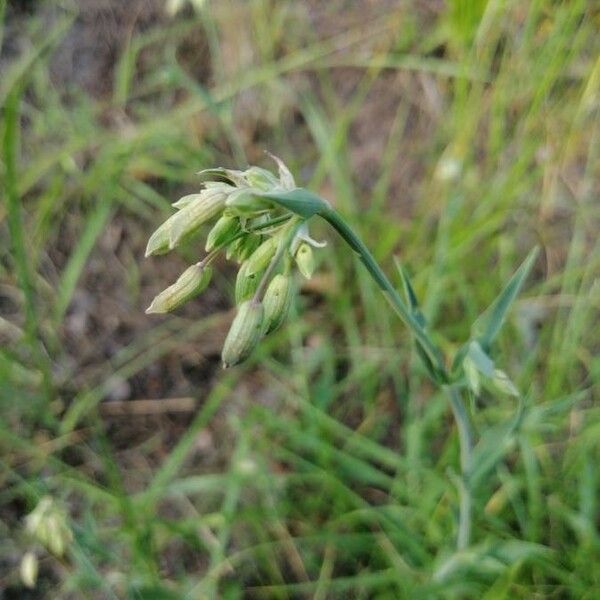 Tradescantia ohiensis Blomst