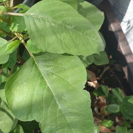 Amaranthus tortuosus Folla