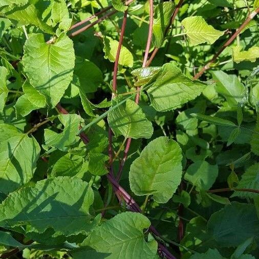 Fallopia scandens Foglia