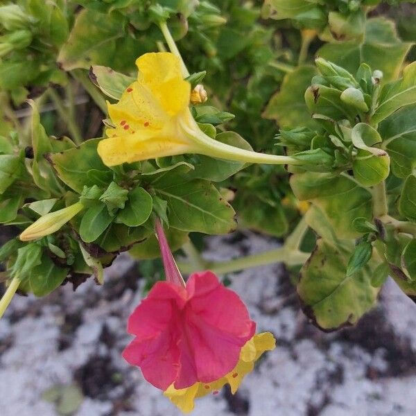 Mirabilis jalapa Flor