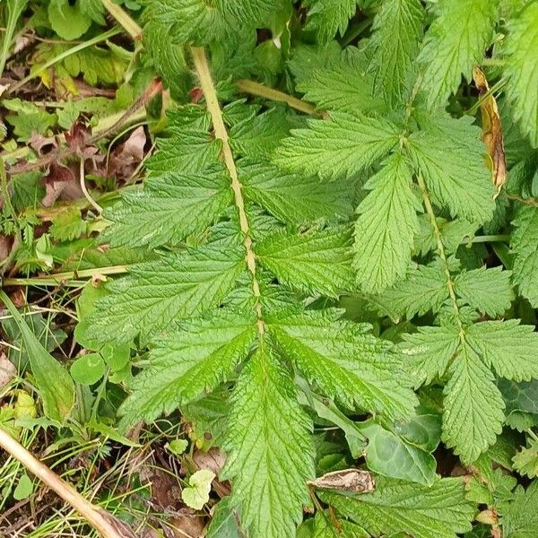 Agrimonia eupatoria ᱥᱟᱠᱟᱢ