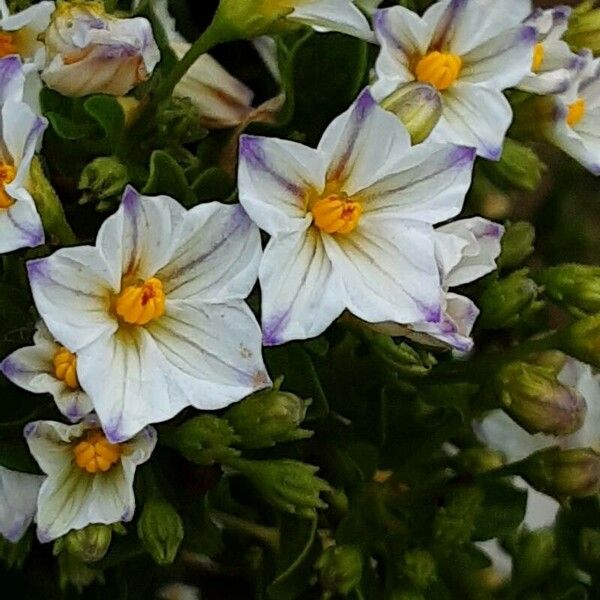 Solanum laxum Blomst