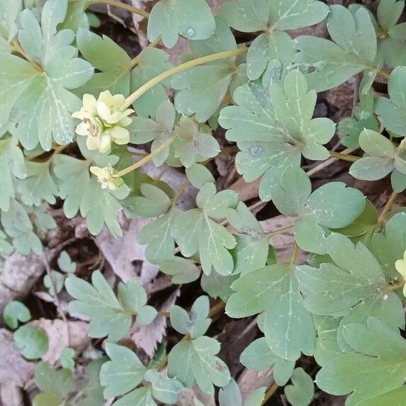 Adoxa moschatellina Hábitos