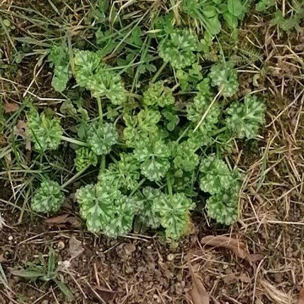 Aphanes arvensis Leaf